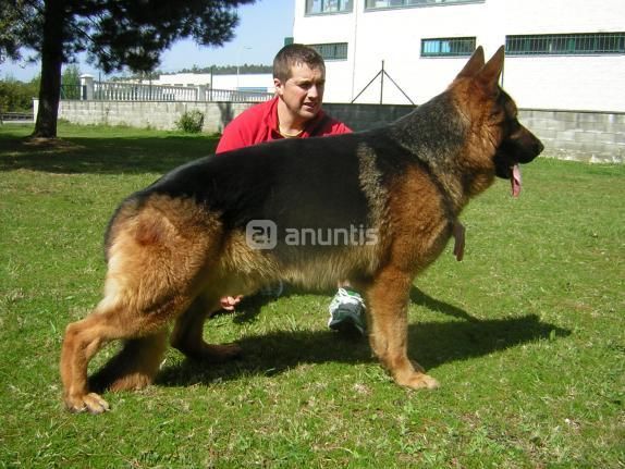 cachorros de pastor aleman