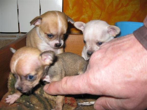 CHIHUAHUAS SUPER MINIS EXCELENTE CALIDAD