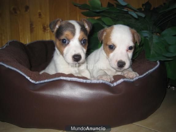 jack russell terrier !!