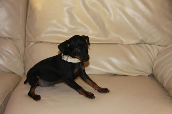 Pinscher miniatura malag