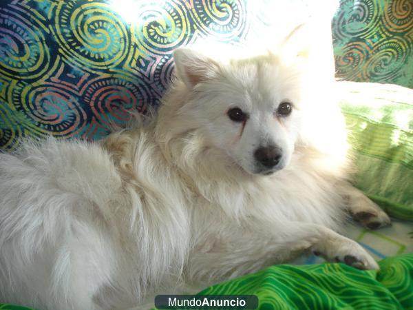 spitz aleman mediano busca novia