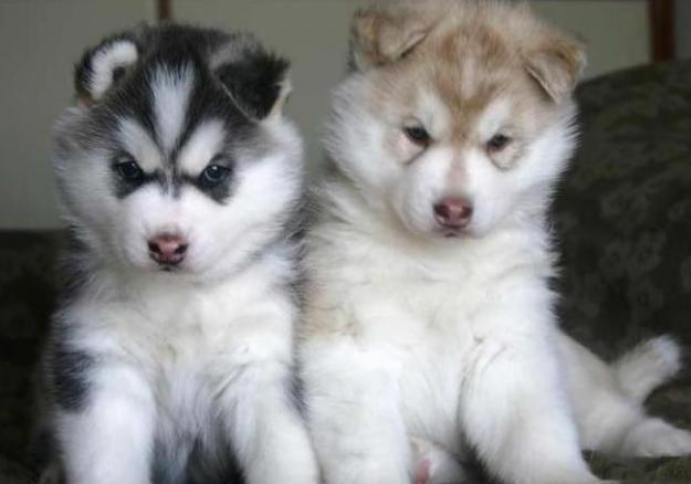 Ternura Ojos azules cachorros Siberian Husky.