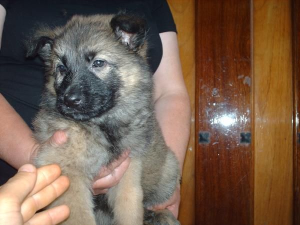 vendo cachorros pastor belga autentico embras 250 negociables