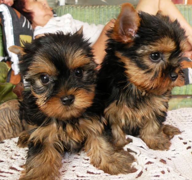 Yorkshire terrier,cachorros,macho y hembra,pedigree y garantias.