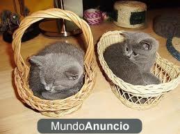 regalo Británicos de pelo corto gatitos, las necesidades de nuevos hogares.