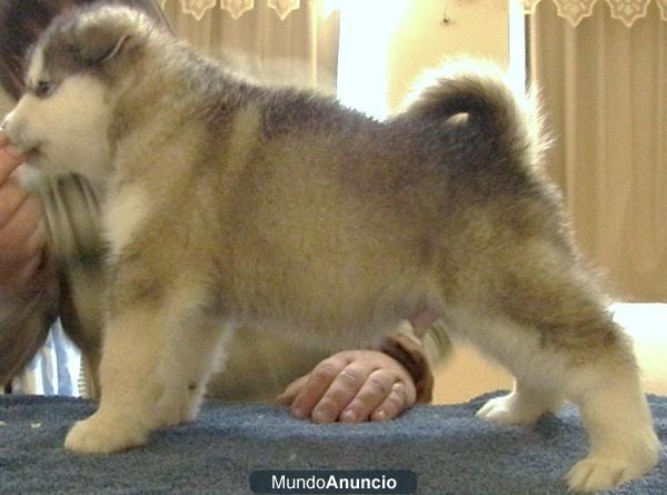 cachorros Alaskan Malamute