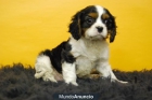 CAVALIER CACHORROS CON DOS MESES - mejor precio | unprecio.es