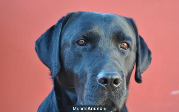 Labrador negro para montas