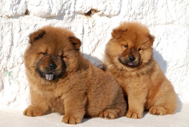 Los mejores cachorros de Chow Chow