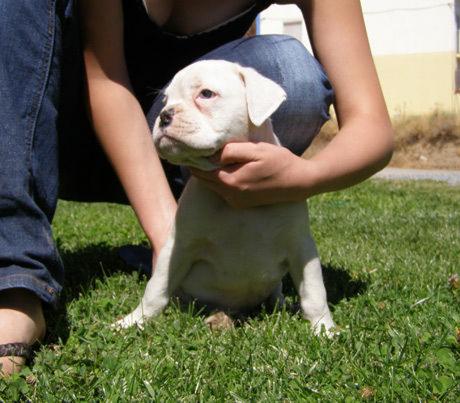 Precioso cachorro de Bóxer blanco