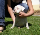Precioso cachorro de Bóxer blanco - mejor precio | unprecio.es