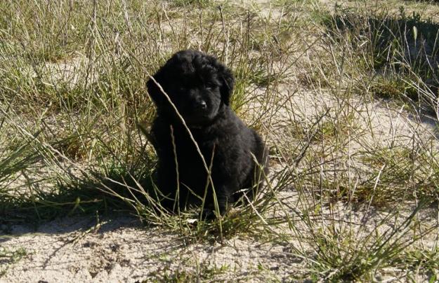 Raza terranova cachorros de primera calidad