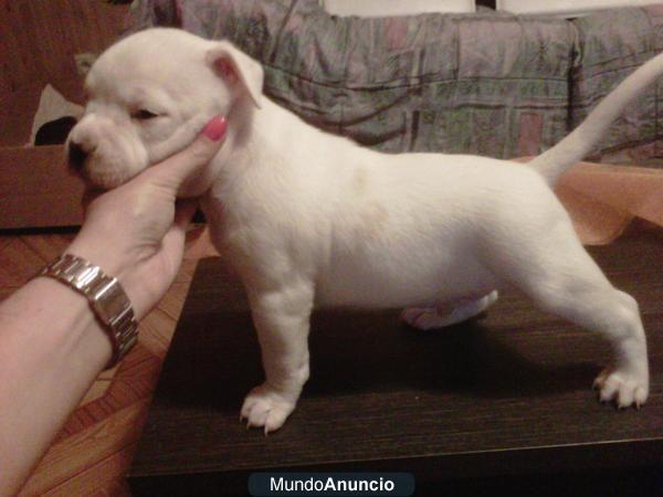 Vendo Cachorro Macho American Staffordshire Terrier