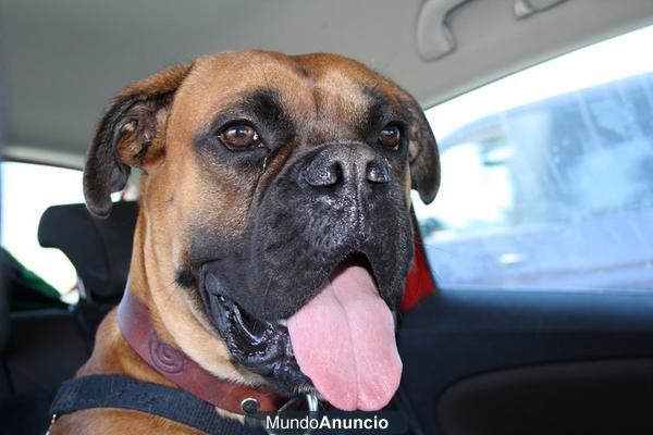 boxer macho busca novia