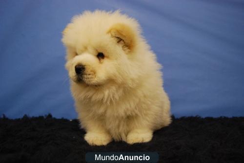 Cachorritos de Chow Chow, de primera calidad, garantias y chip