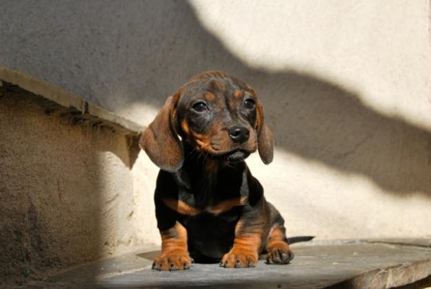 cachorros de teckel; machos y hembras con pedigree