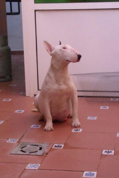 CAMADA DE BULL TERRIER