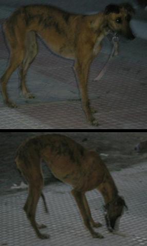 Galga vagabunda URGE su adopcion