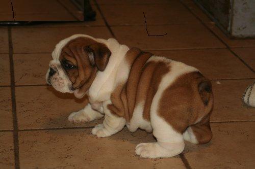 Gratis Busco Amiga para Bulldog Ingles