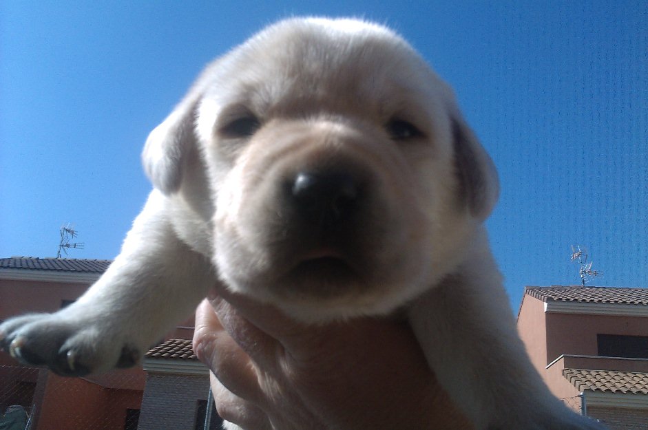 Labradores , cachorros color dorado