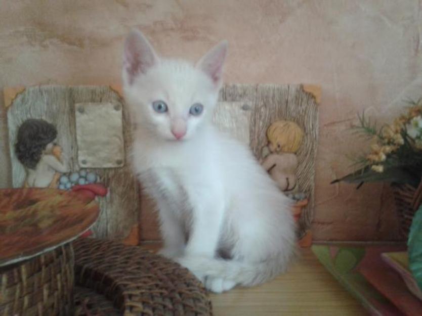 Luisma, Angelita y Rafael, cachorros de gatito