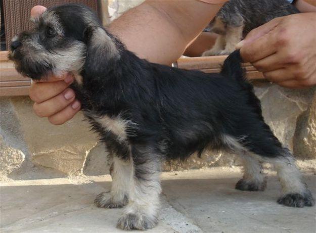 schnauzer mini sal y pimienta, muy buen precio