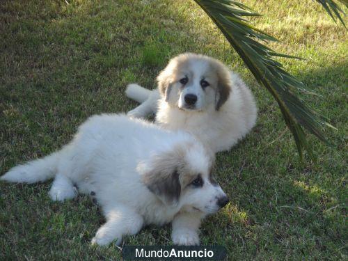 CACHORROS MONTAÑA DEL PIRINEO