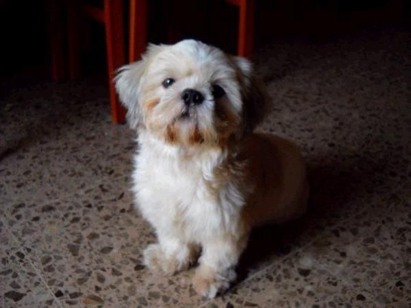 Cachorros Shih Tzu Valencia