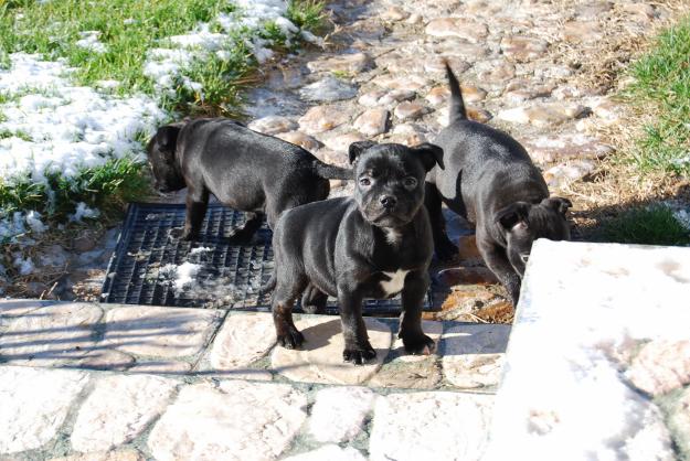 Camada de Staffordshire Bull Terrier. Calidad. Pura raza