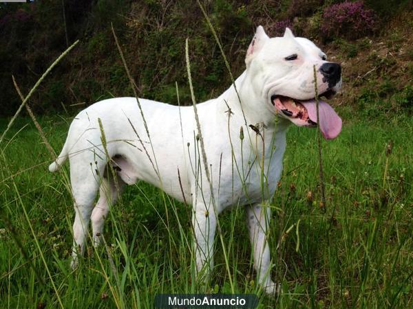 Dogo Argentino Montas