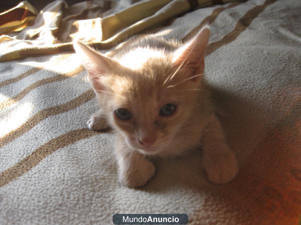 gatitos de tres semanas hembra y macho necesitan hogar urgente