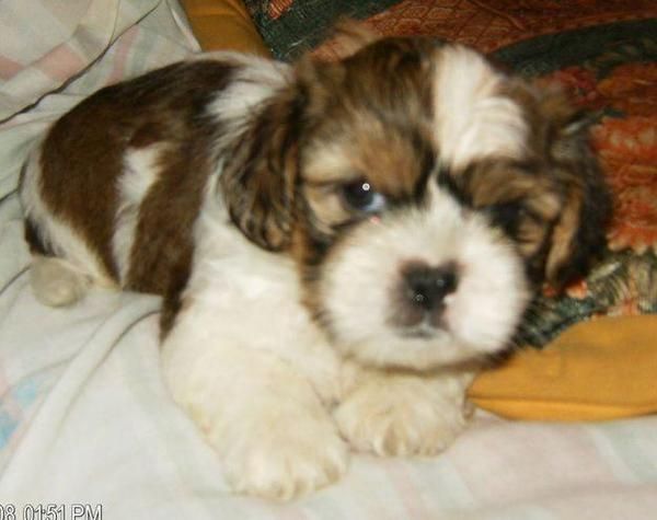 SHIH TZU CACHORROS CON GARANTIA A 350 EUROS