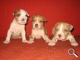 Venta cachorros pitbull