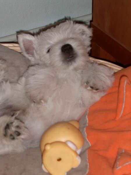 westy highland terrier