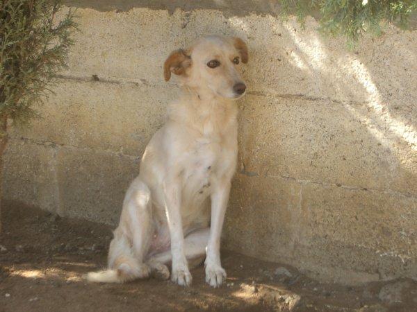 adopcion perro