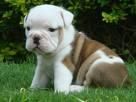 Adorables cachorros Bulldog Inglés gratis.