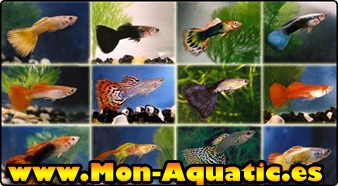 Alevines de guppys