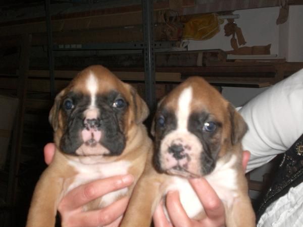 Boxer para navidad