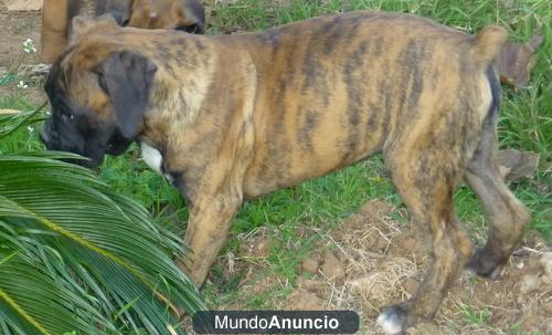 CACHORRITA BOXER LISTA PARA ENTREGAR CON TRES MESES