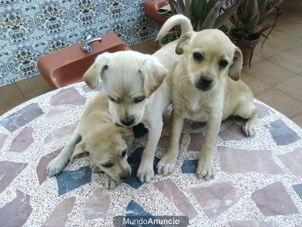 Cachorritos de 3 meses de raza pequeña-mediana