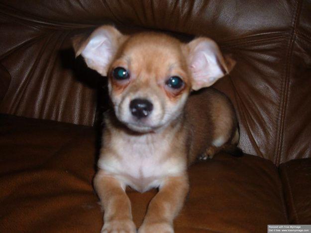 Cachorritos de chihuahua con pedigree 450 euros