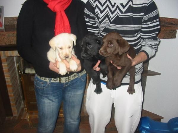 CACHORROS DE  LABRADOR DORADOS,NEGROS Y CHOCOLATES