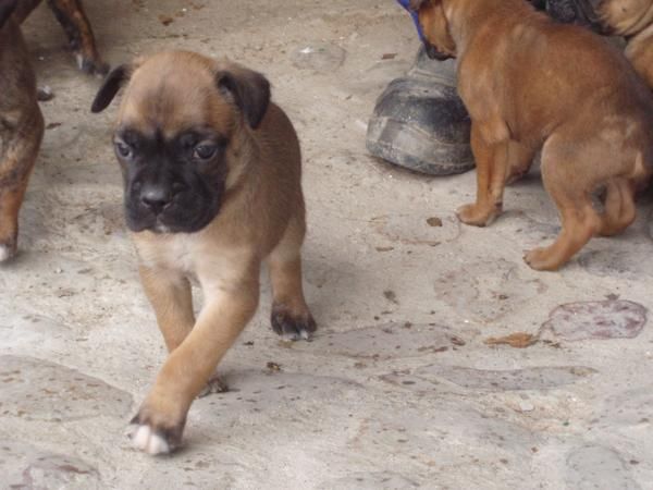 camada BOXER con PEDIGREE 350