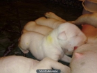 CAMADA DE BULL TERRIER , CACHORROS DE GRAN CALIDAD A UN BUEN PRECIO - mejor precio | unprecio.es