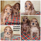 COCKER INGLES, BEAGLE, YORKSIRE TERRIER,BOXER, FOX TERRIER - mejor precio | unprecio.es