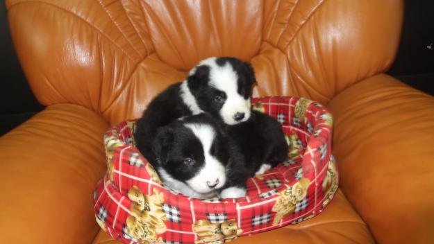 Criadores de border collie