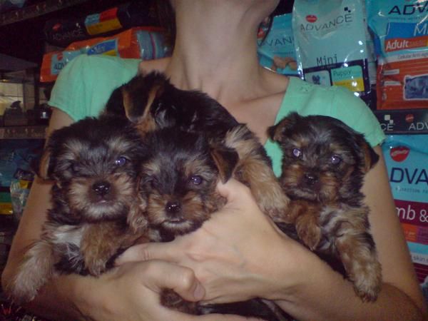 PRECIOSOS CACHORROS DE YORKSHIRE 450 EUROS