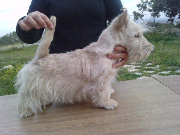 Scottish Terrier trigo machos