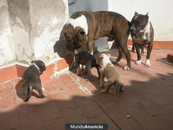 se venden cachorros de american stanford