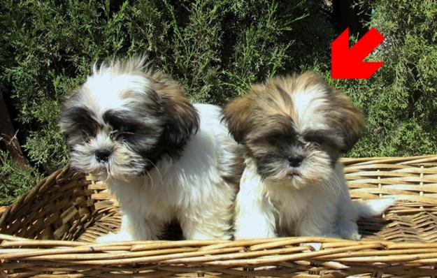 SHIH TZU, BONITOS CACHORROS,290€